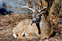 White-tailed deer