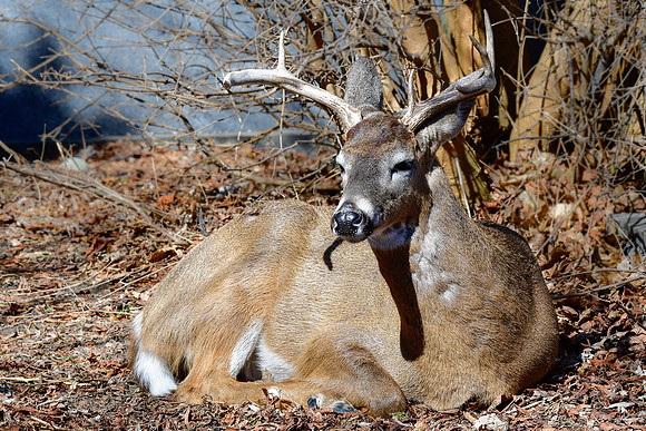 White-tailed deer