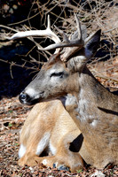 White-tailed deer