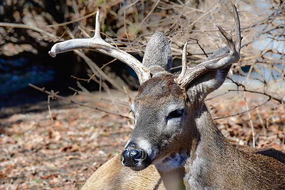 White-tailed deer
