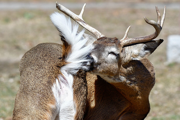 White-tailed deer