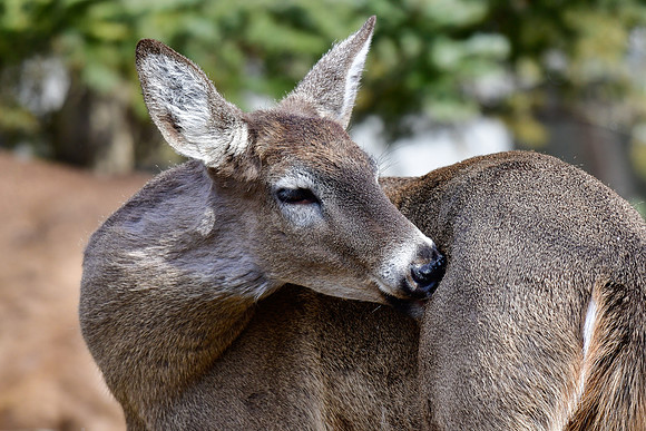 White-tailed deer