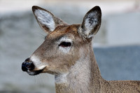White-tailed deer