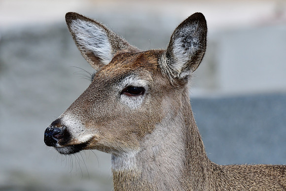 White-tailed deer