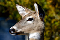 White-tailed deer