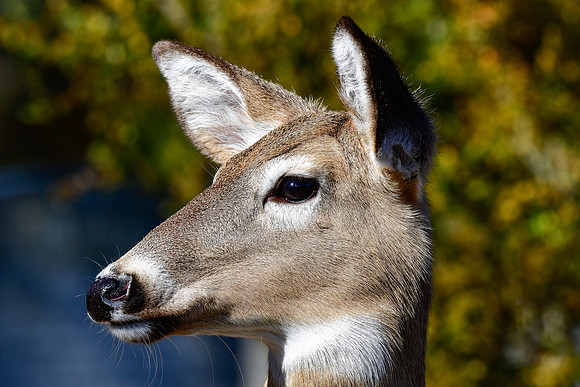 White-tailed deer