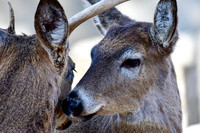 White-tailed deer