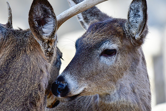 White-tailed deer