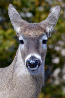 White-tailed deer