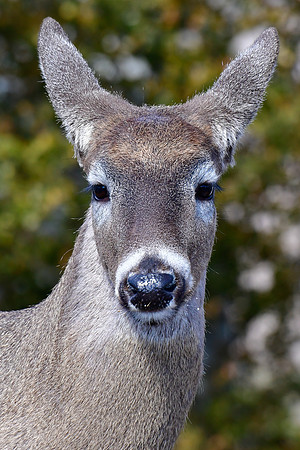 White-tailed deer