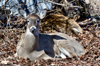 White-tailed deer