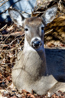 White-tailed deer