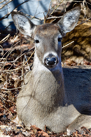 White-tailed deer