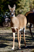 White-tailed deer