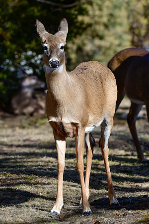 White-tailed deer