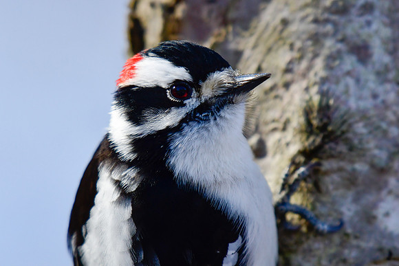 Downy woodpecker (male)