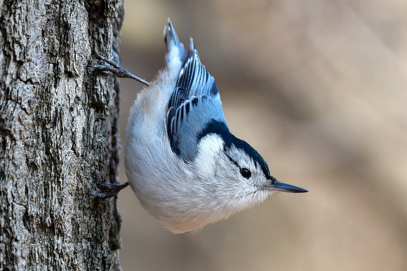 White-breasted nuthatch