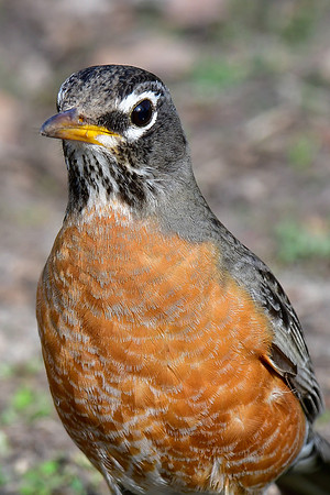 American robin