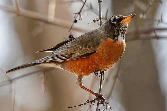 American robin