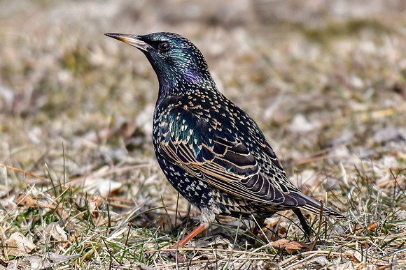 European starling
