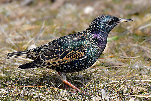 European starling