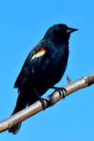 Red-winged blackbird (male)