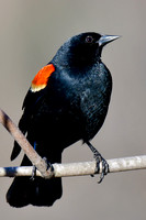 Red-winged blackbird (male)
