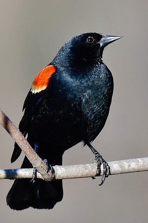 Red-winged blackbird (male)