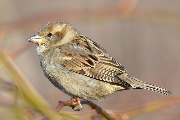 House sparrow (female)