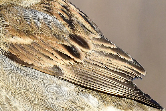 House sparrow feather pattern (female)