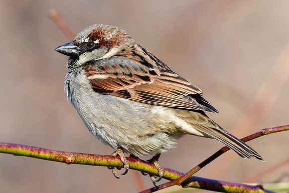 House sparrow (male)