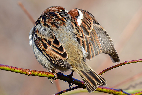 House sparrow (male)