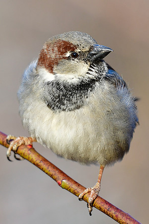 House sparrow (male)