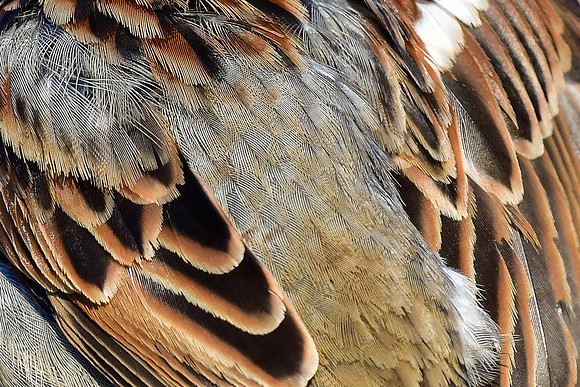 House sparrow feather pattern (male)