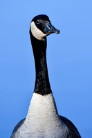 Canada goose