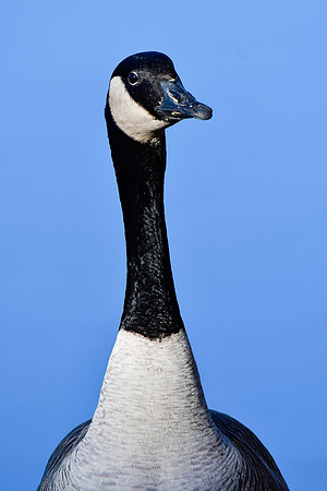 Canada goose