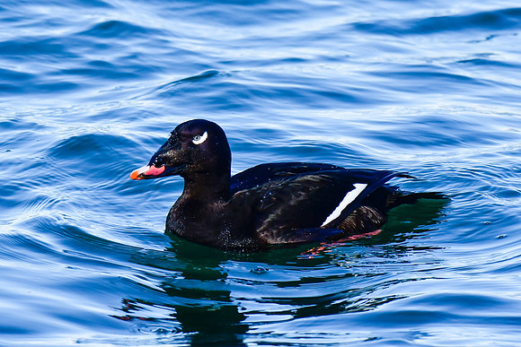 White-winged scoter (male)