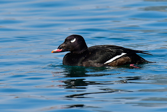 White-winged scoter (male)