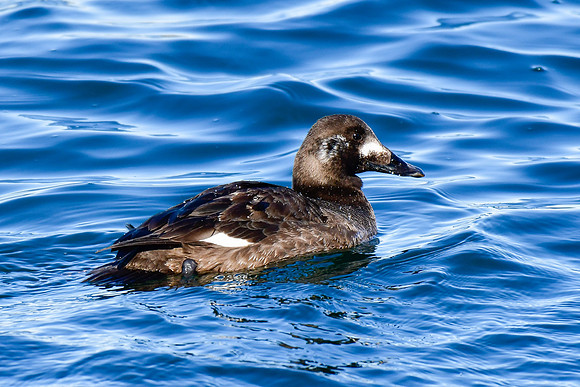 White-winged scoter (female)