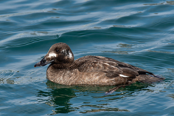 White-winged scoter (female)