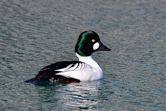 Common goldeneye (male)