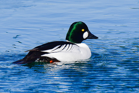 Common goldeneye (male)