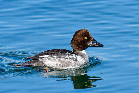Common goldeneye (female)