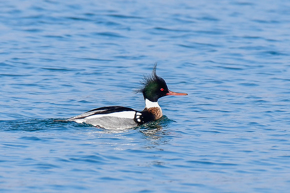 Red-breasted merganser (male)