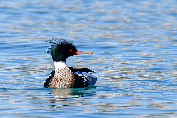 Red-breasted merganser (male)
