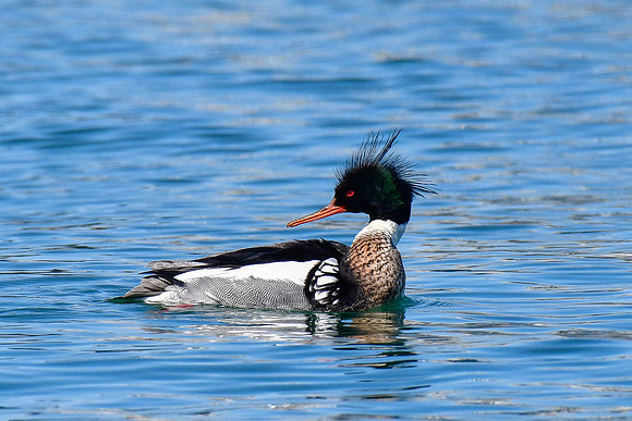 Red-breasted merganser (male)
