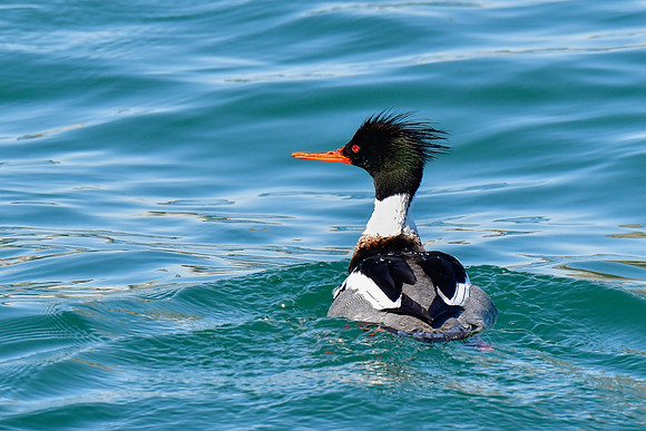 Red-breasted merganser (male)