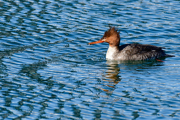 Red-breasted merganser (female)