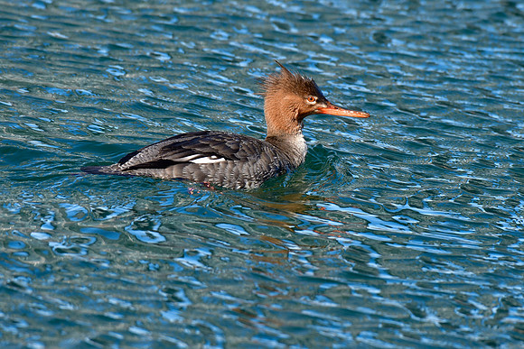 Red-breasted merganser (female)