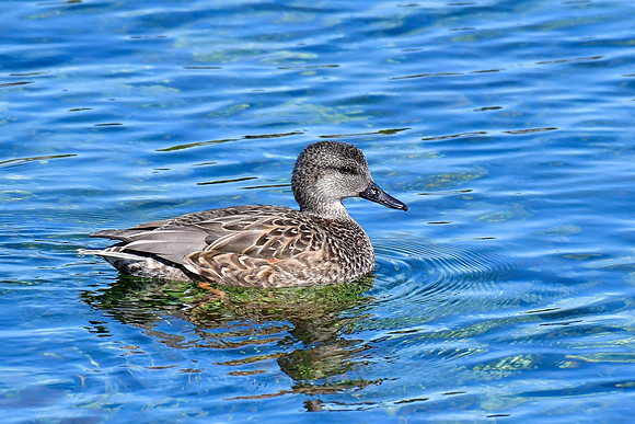Gadwall (female)